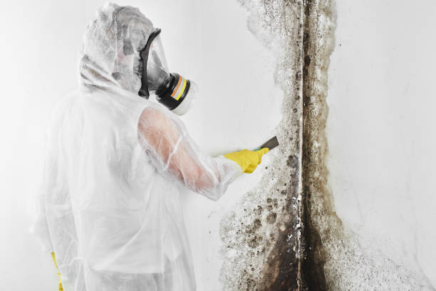 Best Attic Mold Removal  in Loma, CO