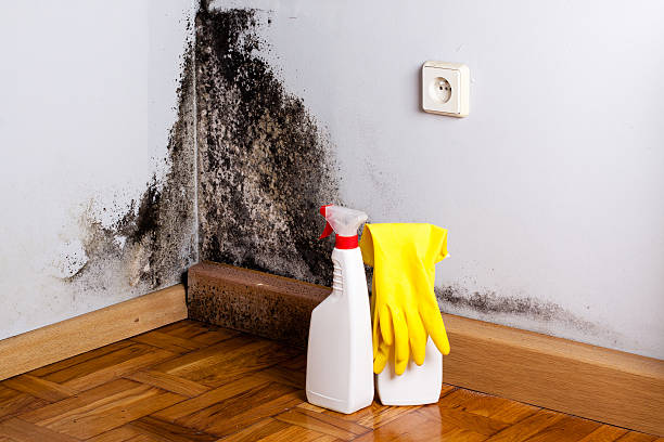 Best Mold Remediation Experts  in Loma, CO