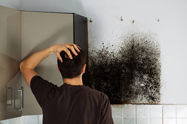 Mold Testing and Removal in Loma, CO