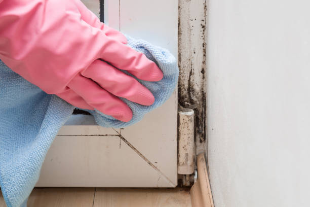 Best Fast Mold Removal  in Loma, CO