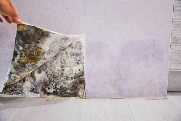 Best Mold Removal Specialists  in Loma, CO